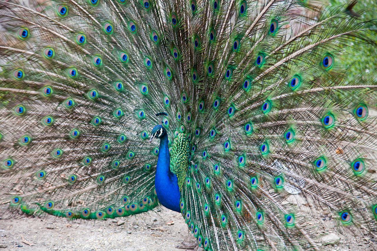 Le Mas Des Roches Proche Puy Du Fou Panzió Saint-Paul-en-Pareds Kültér fotó